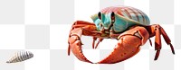 PNG Hermit crab sea outdoors lobster.