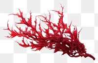PNG Red seaweed plant white background accessories.