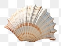 PNG Shell beach sea seashell.
