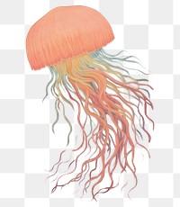 PNG  A jellyfish invertebrate underwater cephalopod.