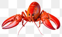 PNG Lobster seafood animal invertebrate. AI generated Image by rawpixel.