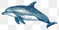 PNG  Antique of dolphin drawing animal mammal.