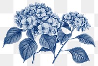 PNG  Antique of hydrangea drawing sketch flower.