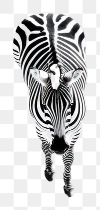 PNG  A zebra road wildlife animal mammal.
