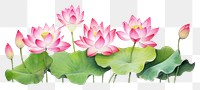 PNG Lotus nature flower plant.