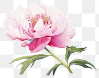 PNG Peony blossom flower nature.