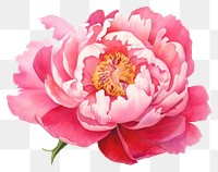 PNG Peony blossom flower nature