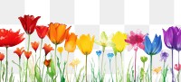 PNG Rainbow flowers nature backgrounds outdoors.