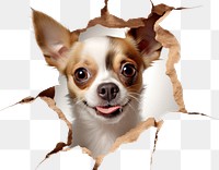 PNG Dog peeking out and try to step through a torn paper hole chihuahua portrait mammal. AI generated Image by rawpixel.