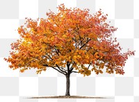 PNG Fall tree plant maple leaf.