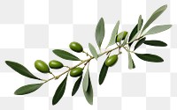 PNG Olive leaves plant green leaf.