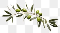 PNG Olive plant branch green leaf tree.