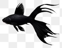 PNG  A black gold fish animal white background underwater.