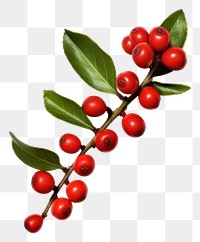 PNG A holly cherry fruit plant.