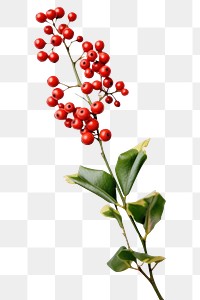PNG A holly on the white table flower cherry plant.