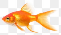 PNG A red gold fish goldfish animal 