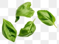 PNG  Levitating basil leaves food vegetable plant.