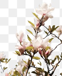 PNG Spring magnolia flowers sky outdoors blossom.