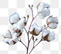 PNG  Cotton branch flower cotton white.