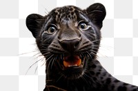 PNG  Selfie of a black leopard animal wildlife mammal.