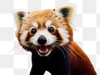 PNG  Selfie of a red panda animal wildlife mammal.
