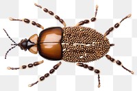 PNG Beetle animal white background accessories. AI generated Image by rawpixel.
