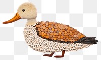 PNG Duck animal bird beak. 