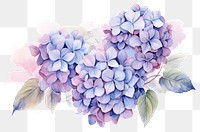 PNG Hydrangea flowers lilac plant inflorescence.