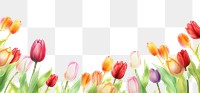 PNG Tulip border outdoors flower plant.