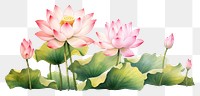 PNG Lotus flower plant petal.