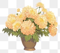 PNG Chrysanthemum bouquet chrysanths flower plant.