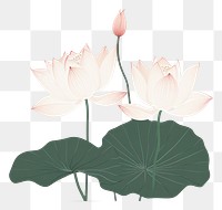 PNG Lotus frame flower plant petal.