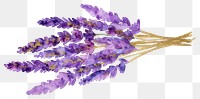 PNG Golden glitter outline stroke with purple watercolor lavender flower plant inflorescence
