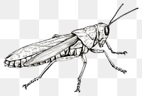 PNG Grasshopper drawing animal insect. AI generated Image by rawpixel.