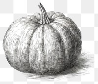 PNG Halloween pumpkin drawing sketch vegetable. AI generated Image by rawpixel.