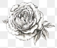 PNG Rose bouquet drawing sketch flower. AI generated Image by rawpixel.