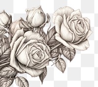 PNG Rose bouquet drawing sketch flower. 