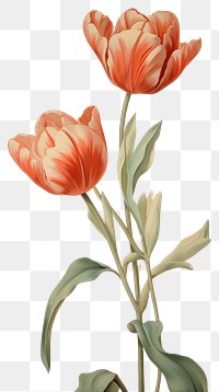 PNG Red tulip pattern painting flower plant AI generated Image by rawpixel