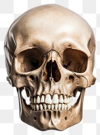 PNG Human skull white background anthropology sculpture