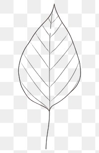 PNG Leaf sketch drawing plant.