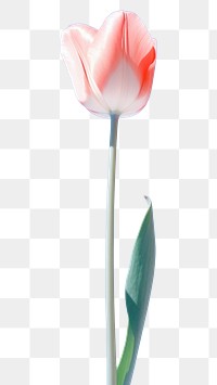 PNG Tulip flower plant sky. AI generated Image by rawpixel.