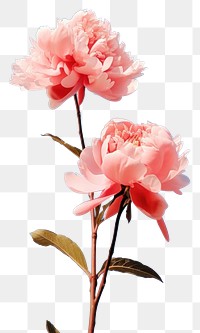 PNG Peony outdoors blossom flower. AI generated Image by rawpixel.