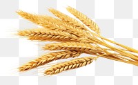 PNG Sheaf of Wheat ears wheat food 