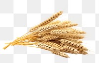 PNG  Sheaf of Wheat ears wheat food white background.