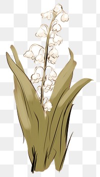 PNG Lily of the valley flower orchid sketch. AI generated Image by rawpixel.