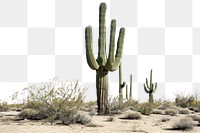 PNG Arizona cactus plant tranquility.