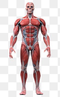 PNG Human anatomy adult torso white background.