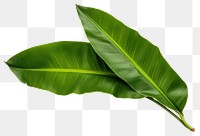 PNG Banana leaves plant leaf white background. AI generated Image by rawpixel.