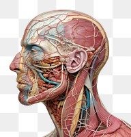 PNG Skin anatomy portrait adult photo.