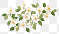 PNG Jasmine in embroidery style flower plant petal.